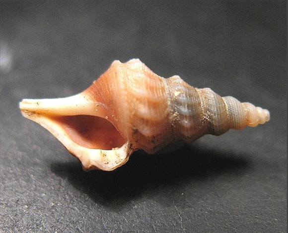 Juvenilia di molluschi